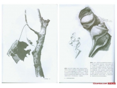 美國素描基礎(chǔ)教程（二十二）水彩靜物
