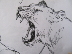 動物素描畫圖片大全