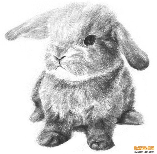 素描兔子身體與四肢