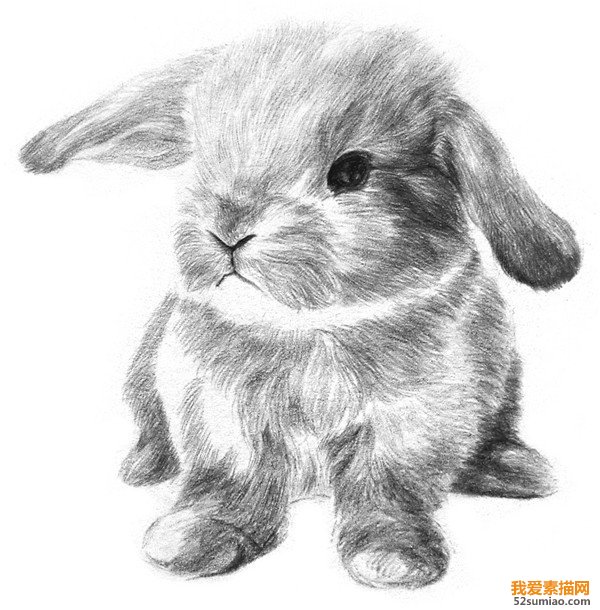 素描兔子淺部毛發(fā)