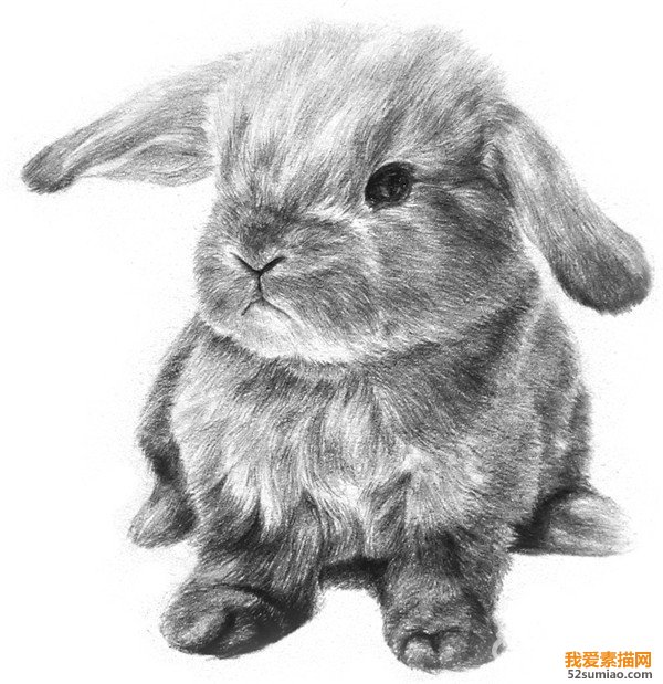 素描兔子臉部
