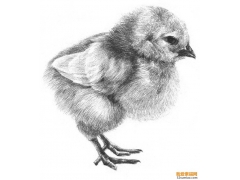 素描動(dòng)物入門：素描小雞的繪畫教程