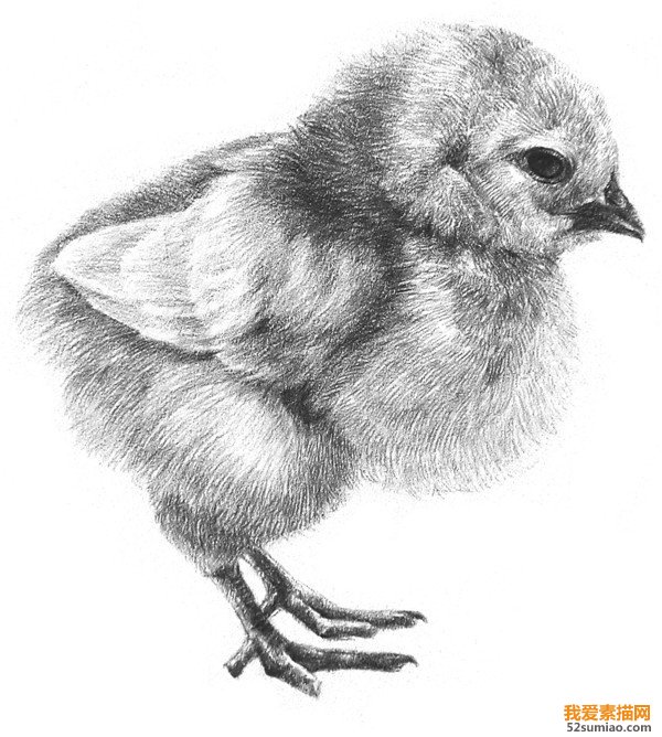 小雞素描圖片