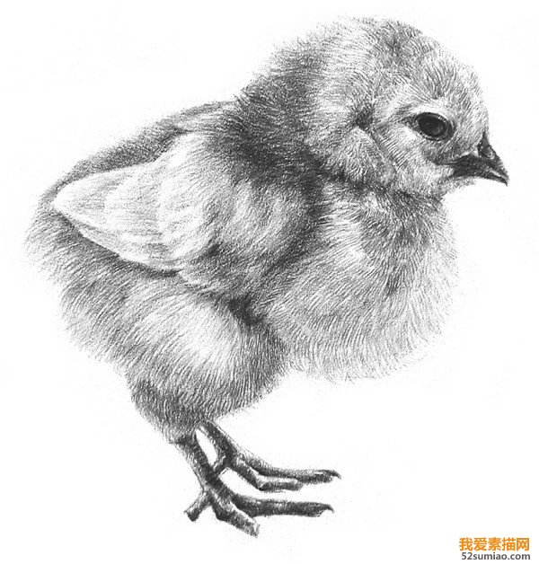 小雞素描細節(jié)