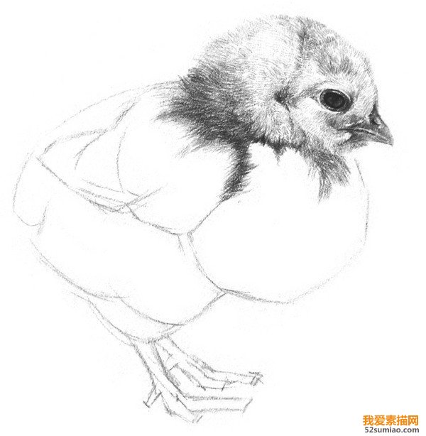 小雞素描圖片