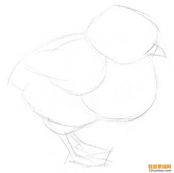 素描小雞輪廓