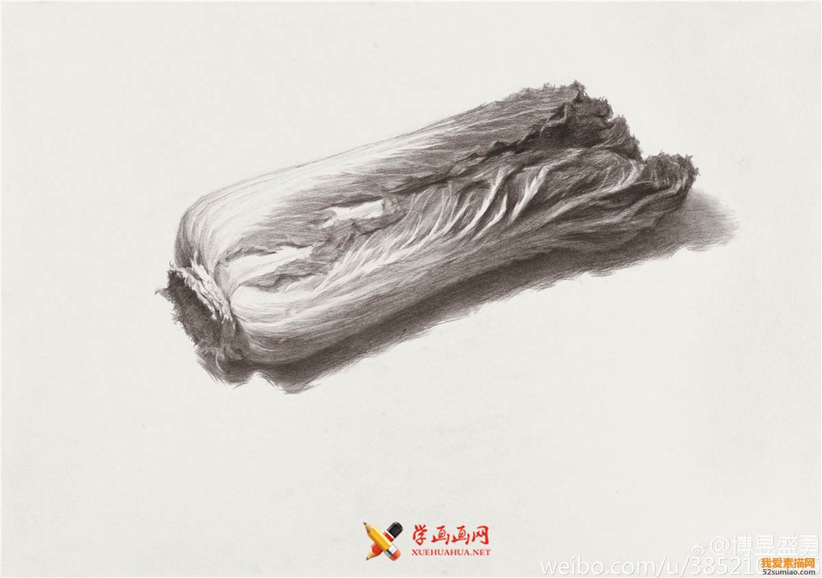 素描入門：單個(gè)物體白菜的素描畫法教程(6)