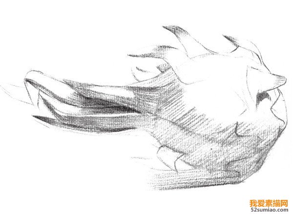 素描刻畫(huà)火龍果
