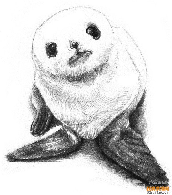 素描海豹細節(jié)刻畫