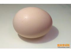 零基礎(chǔ)素描教程 | 輕松教你畫(huà)雞蛋