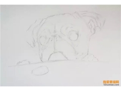 素描動物丨主人，快來把我領(lǐng)走！
