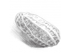 素描花生入門繪畫(huà)教程